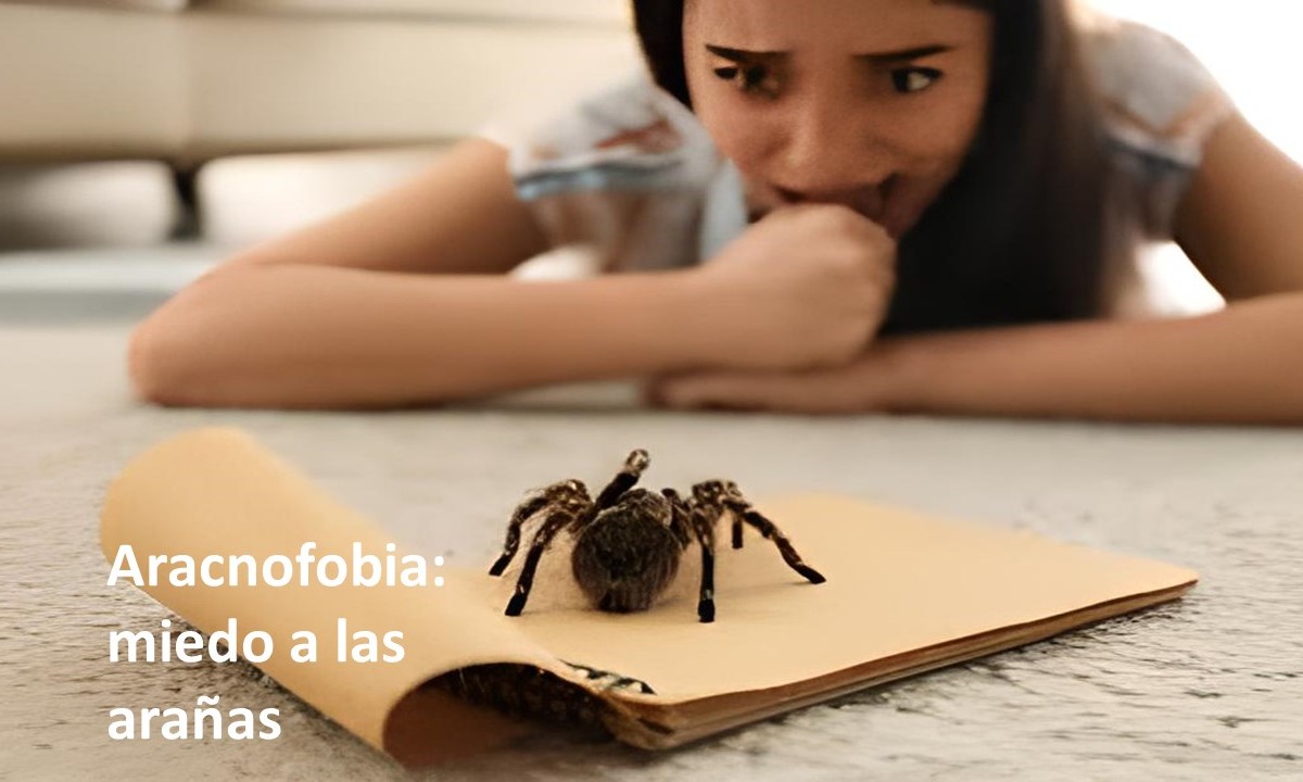 3701200720534-aracnofobia.jpg