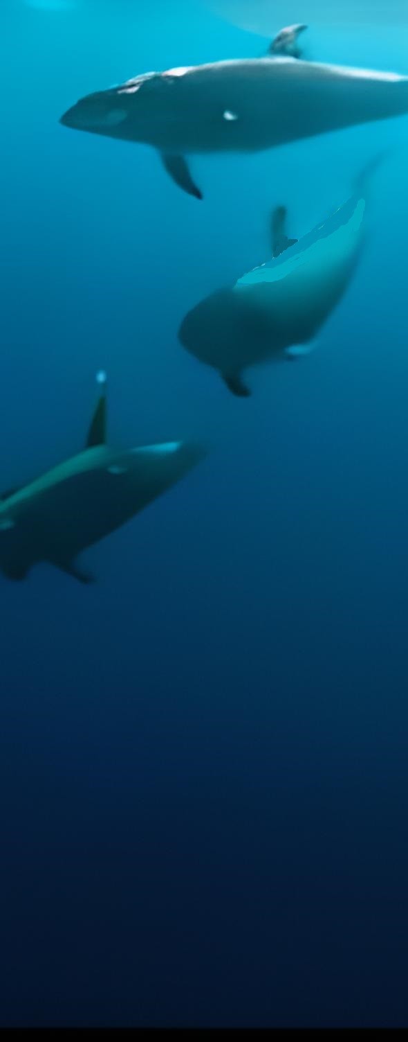 46405901504323-zyro-image-19-16566467629183.png