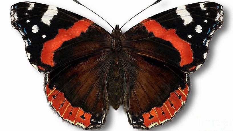 031817459335-red-admiral.jpeg