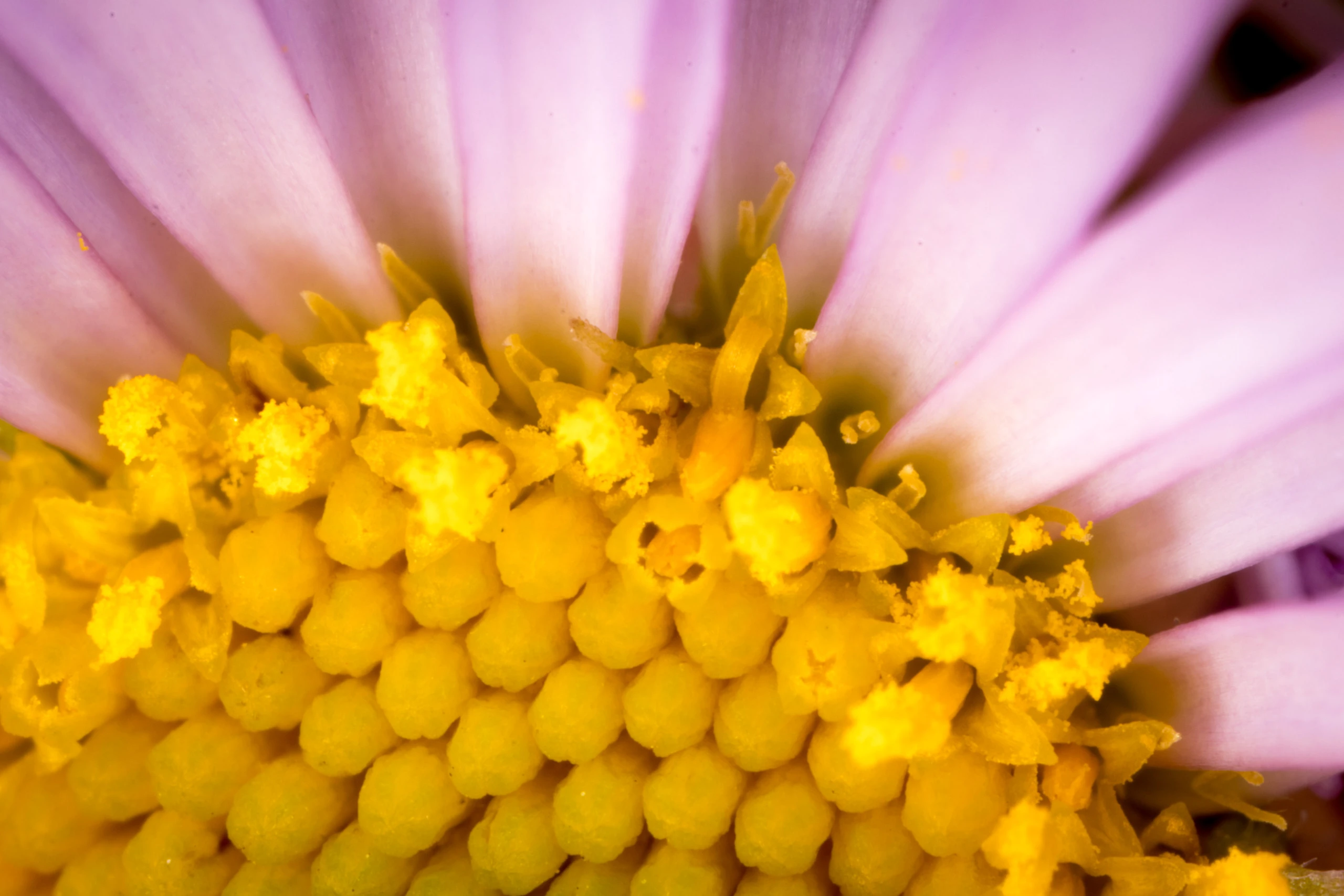 Rare Plant Conservation - Quamash EcoResearch