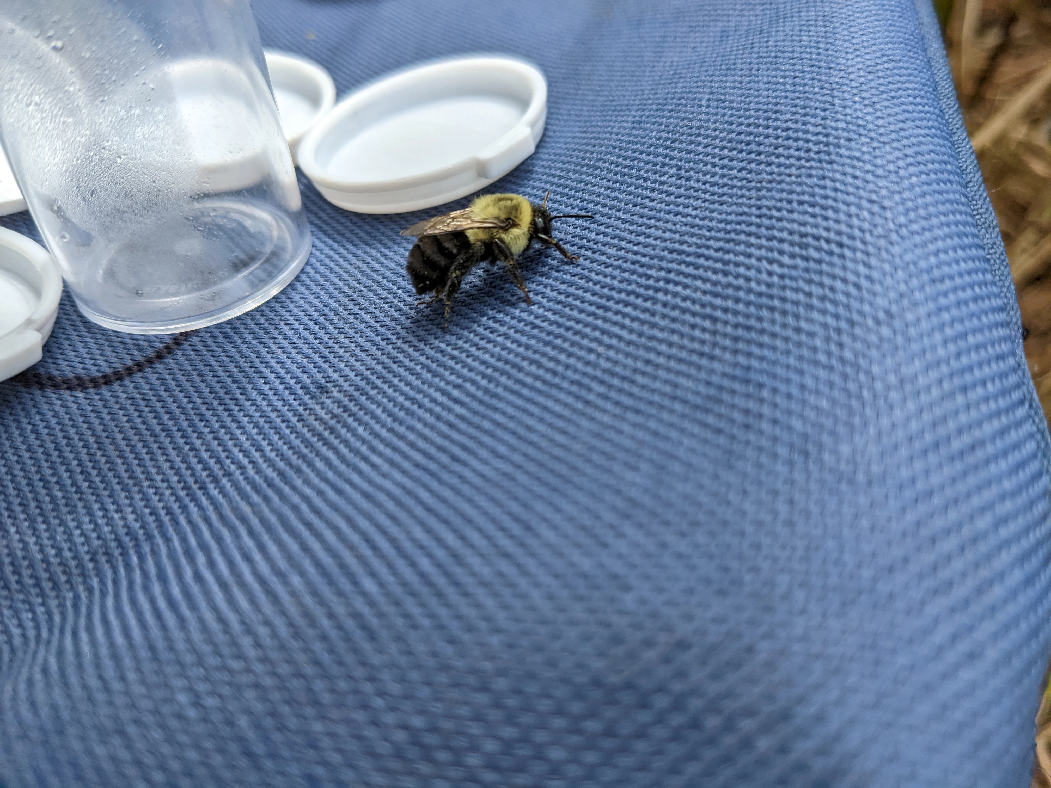 Common Eastern Bumble Bee 1420-pxl20220524213034605-16845125619053.jpg