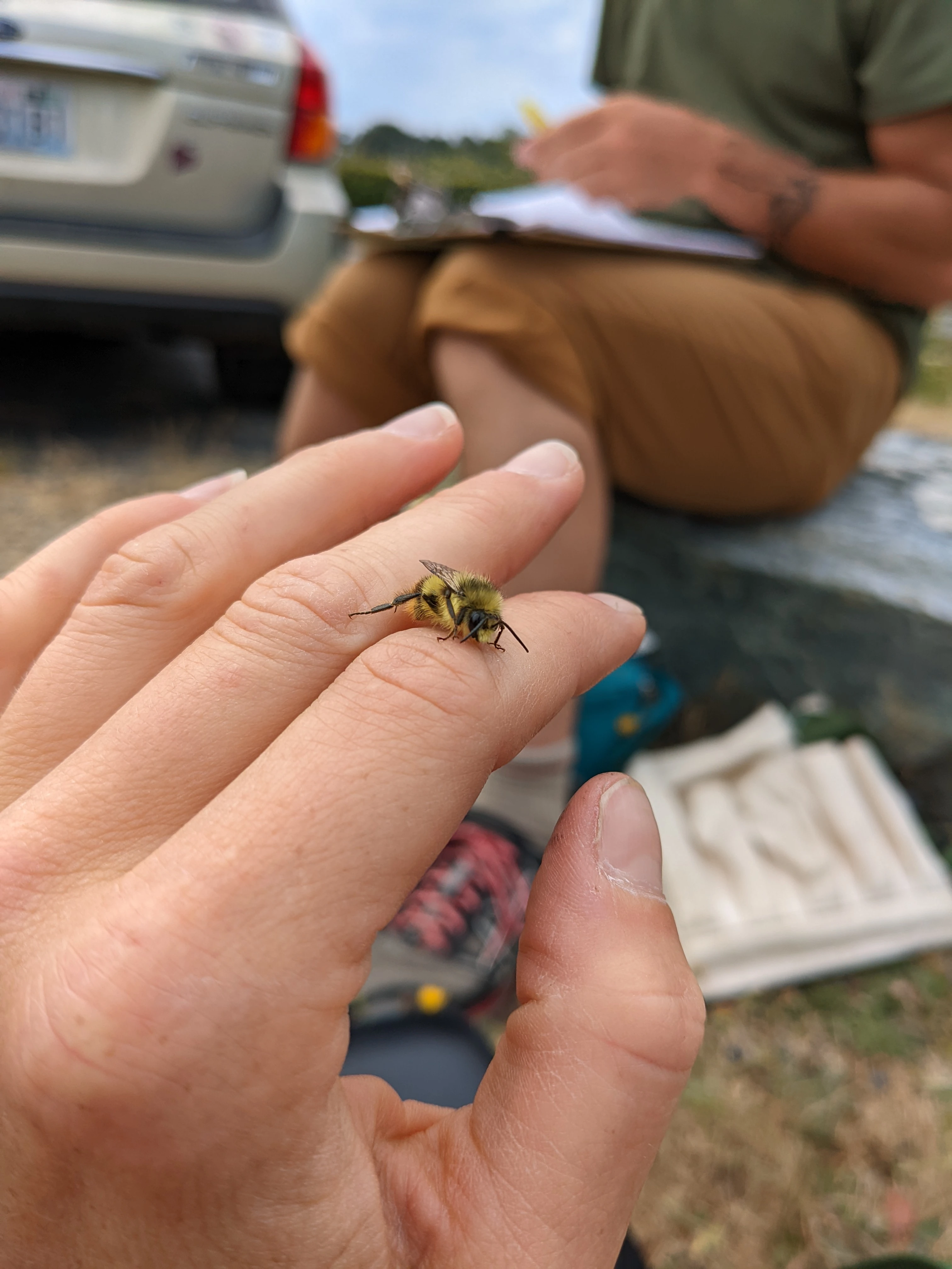 Fuzzy Horned Bumble Bee 1420-pxl20220809191627097-16845125085701.jpg