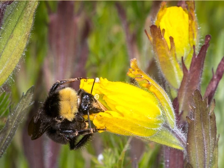 Golden Paintbrush 1421-bombuscaslev2.jpg