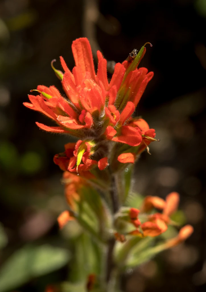 Harsh Paintbrush 1421-castilleja-hispida-1684428360132.jpg