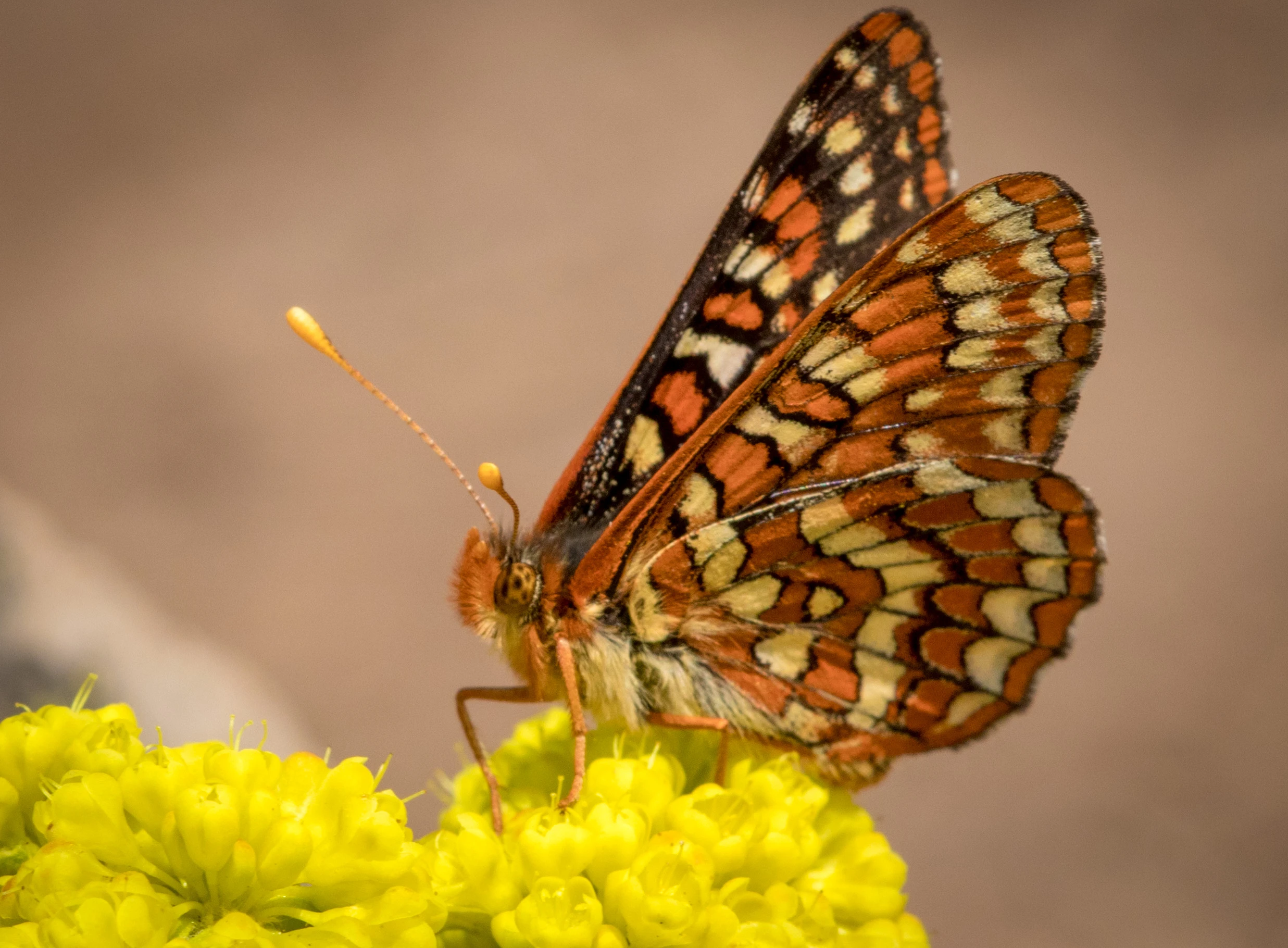 Taylor's Checkerspot Butterfly 1421-check001.jpg