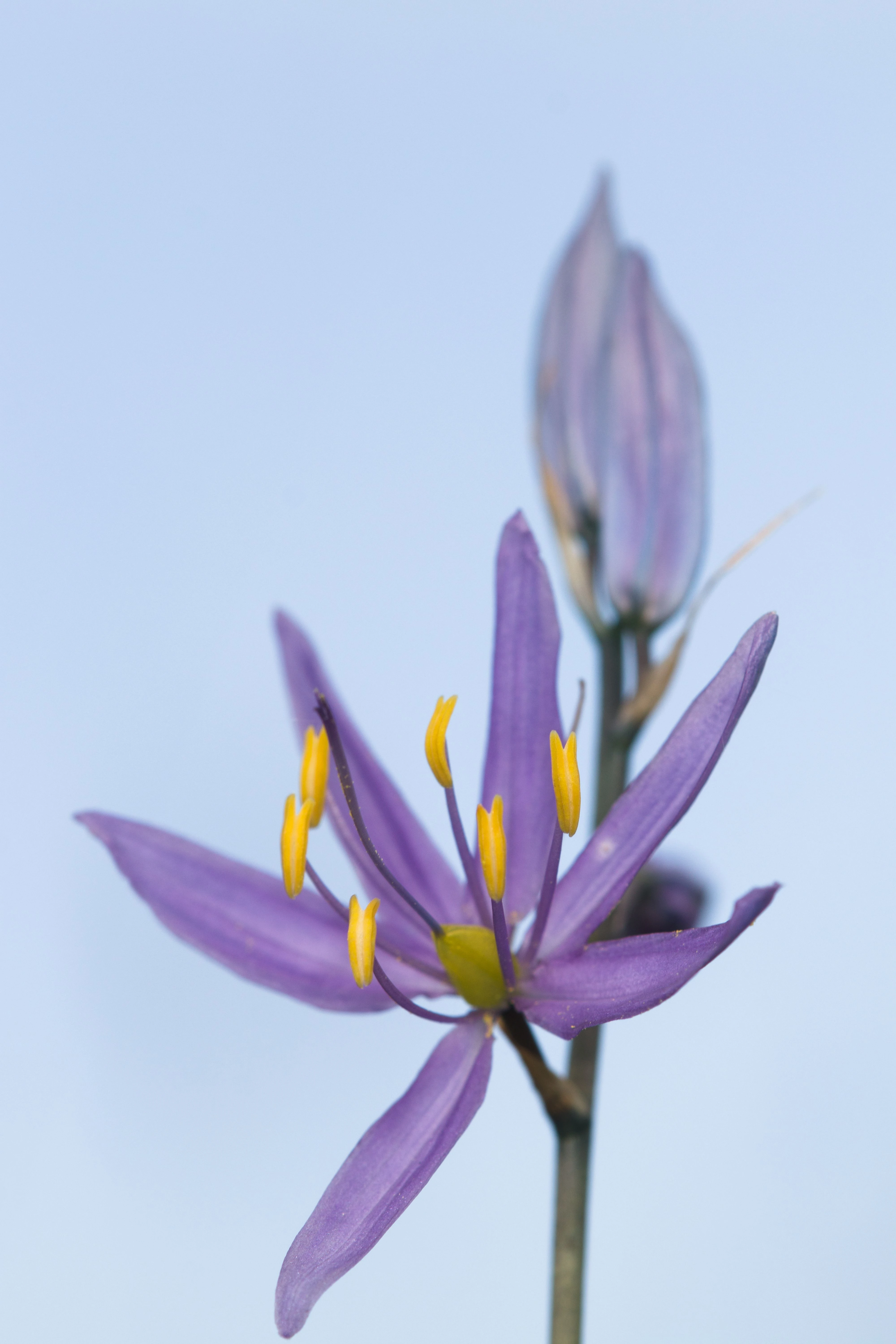 1577-camassia-1761170838064.jpg