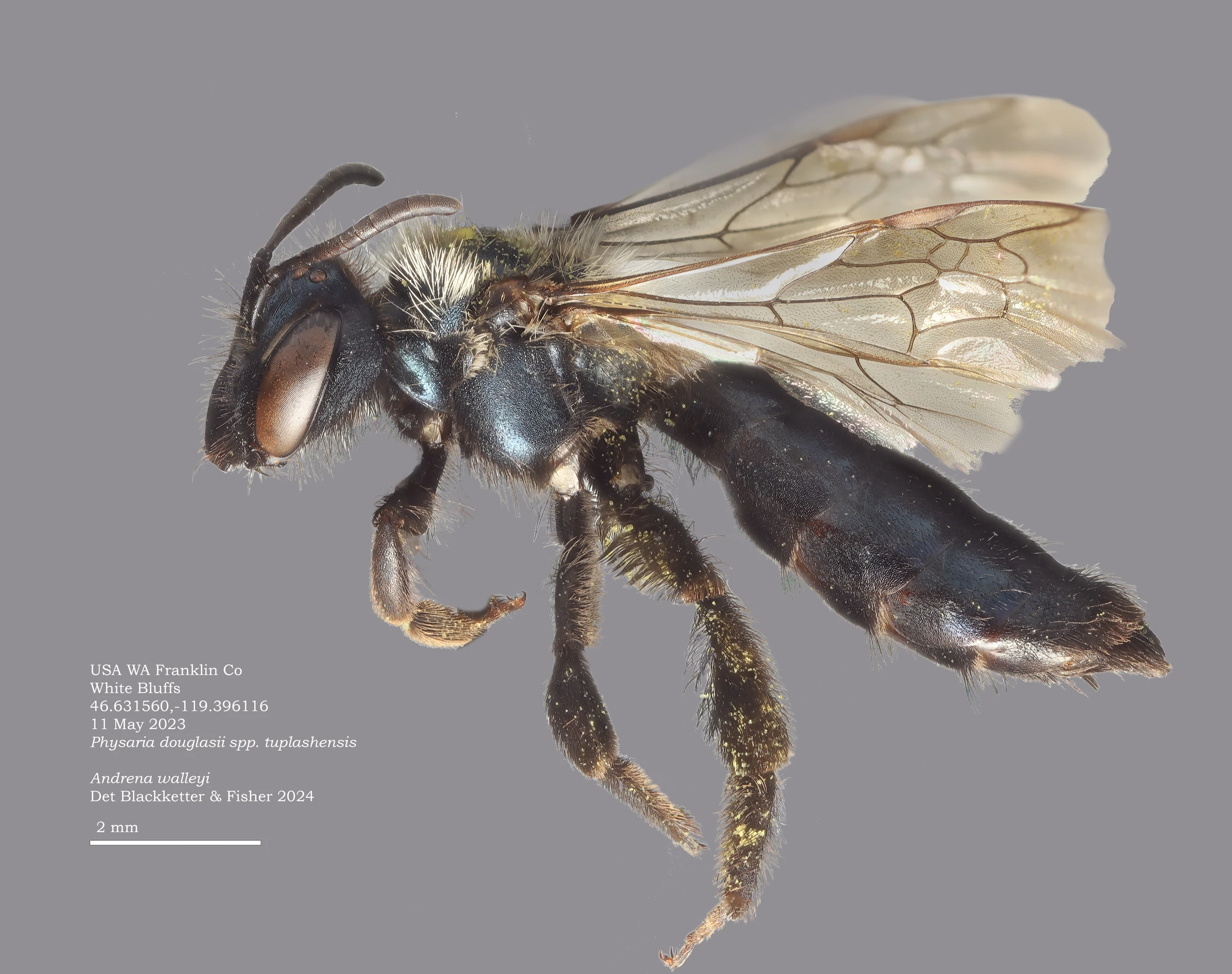 1589-physaria-andrena-walleyifemalelateralphysaria20230511-17612619391101.jpg