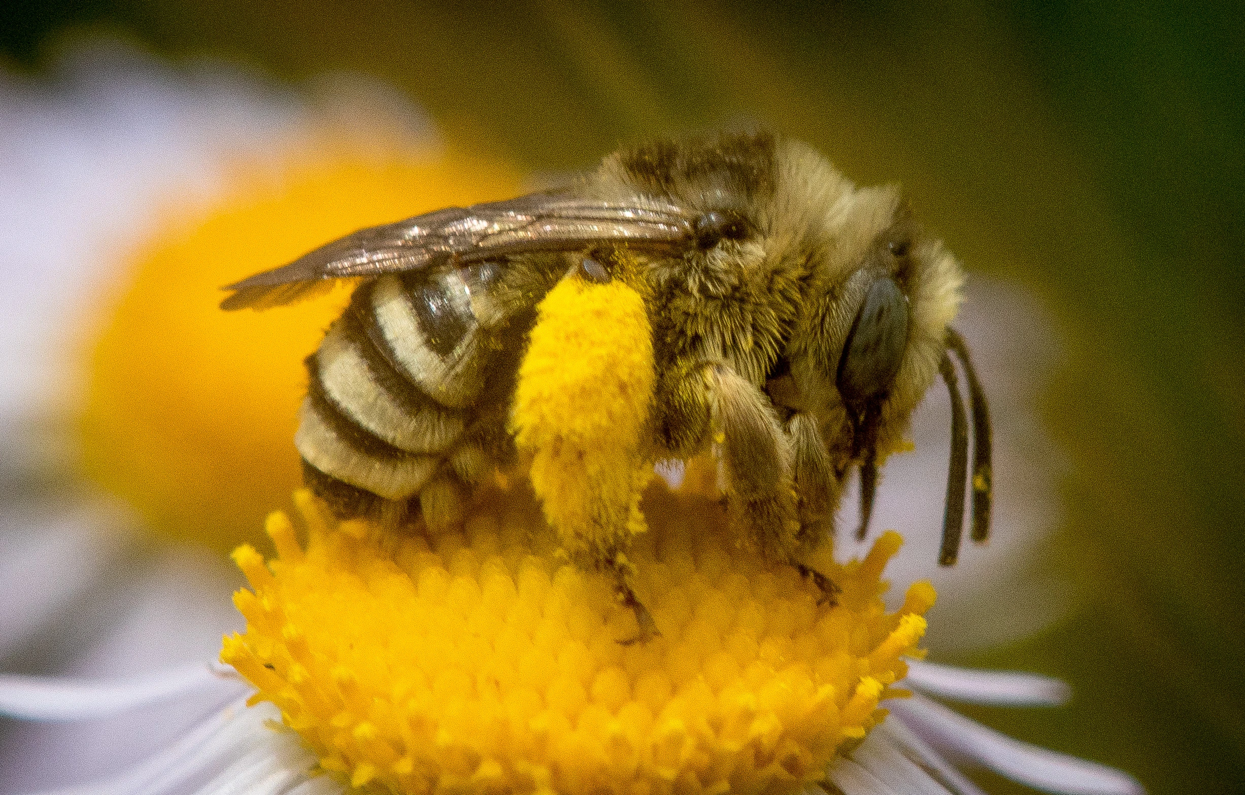 Pollinators of Rare Wildflowers