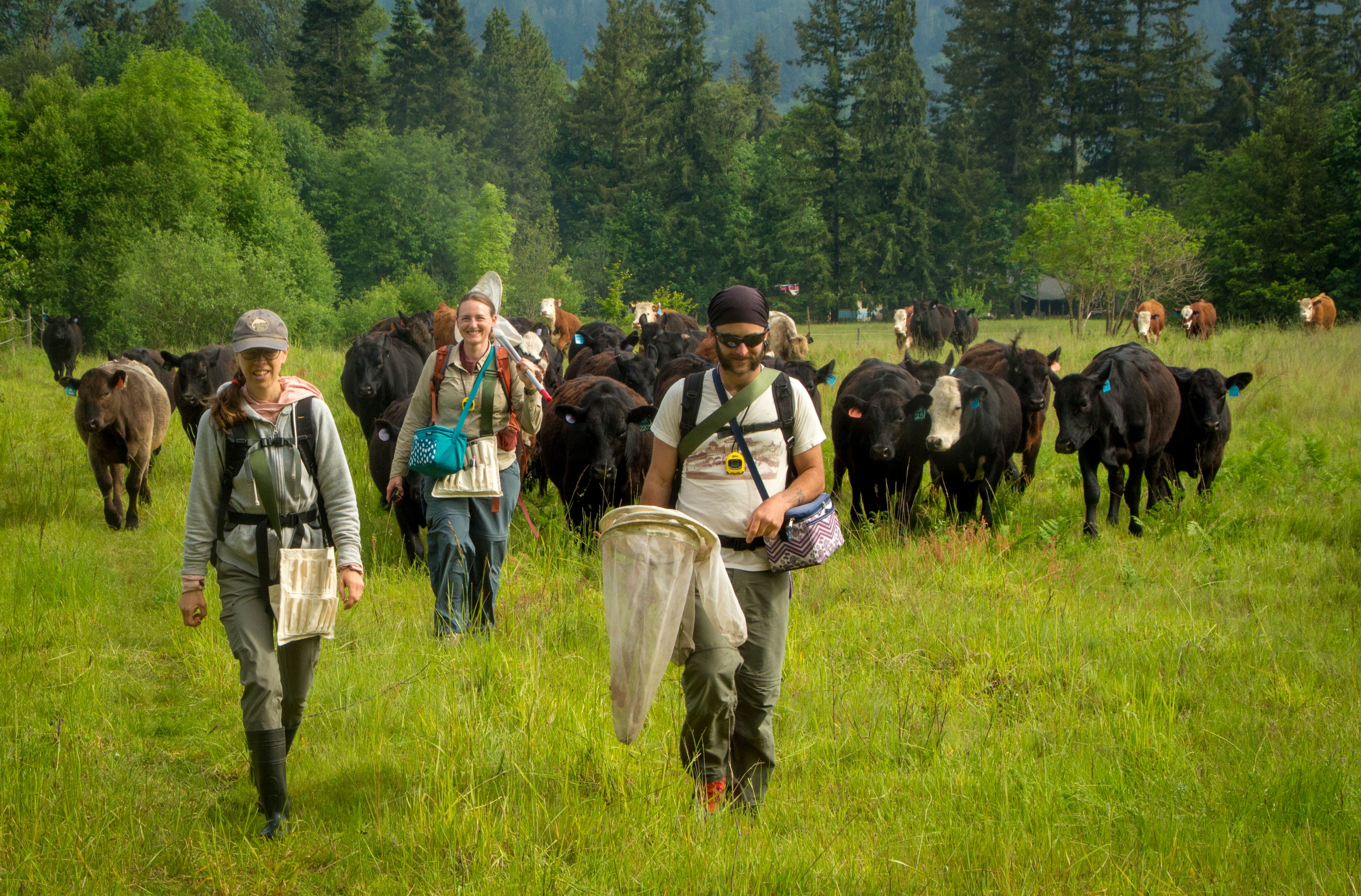 Conservation grazing - Quamash EcoResearch