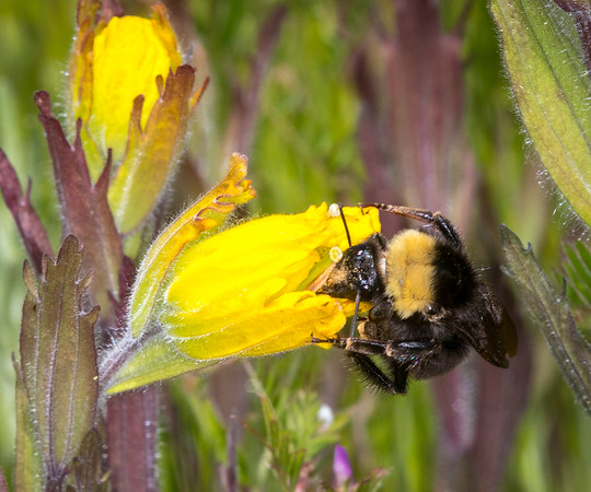 Plant-pollinator interactions, climate, and phenology