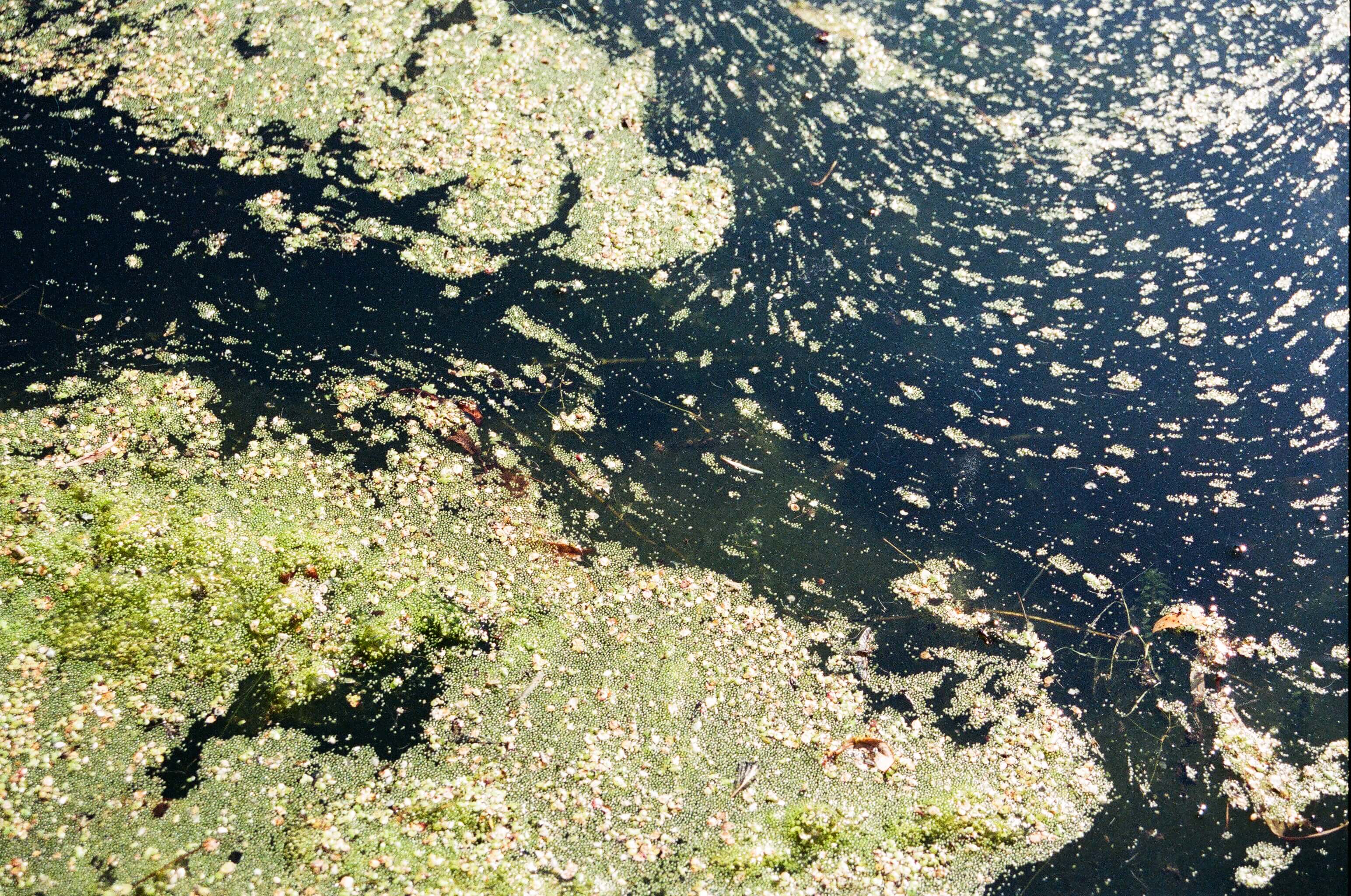 Scum on the surface of a pond in summer sunlight