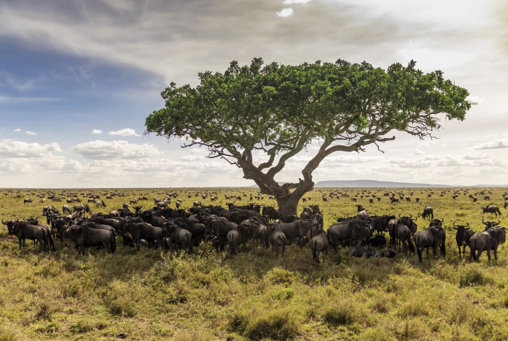 17-relish-of-africasafaris--17692805737475.jpg