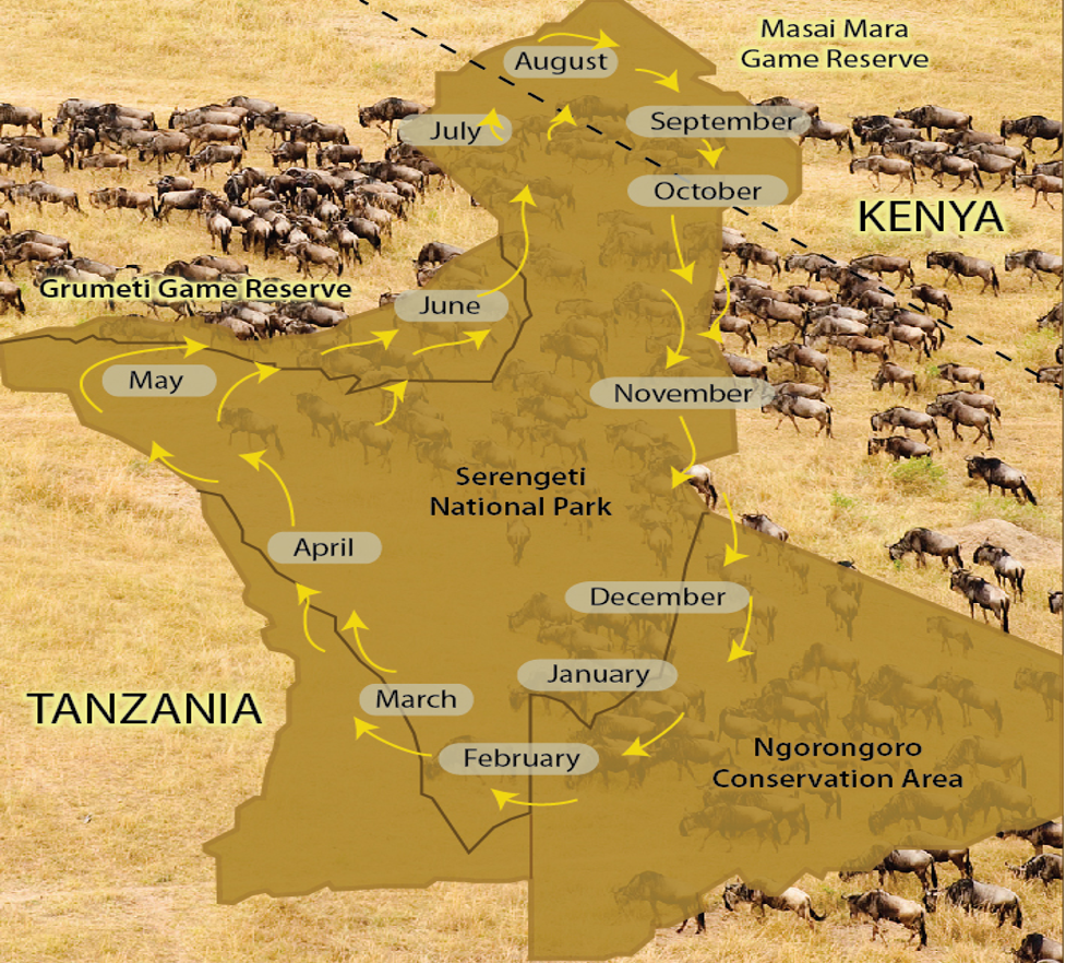 Serengeti Ecosystems & Wildebeest Migrations
