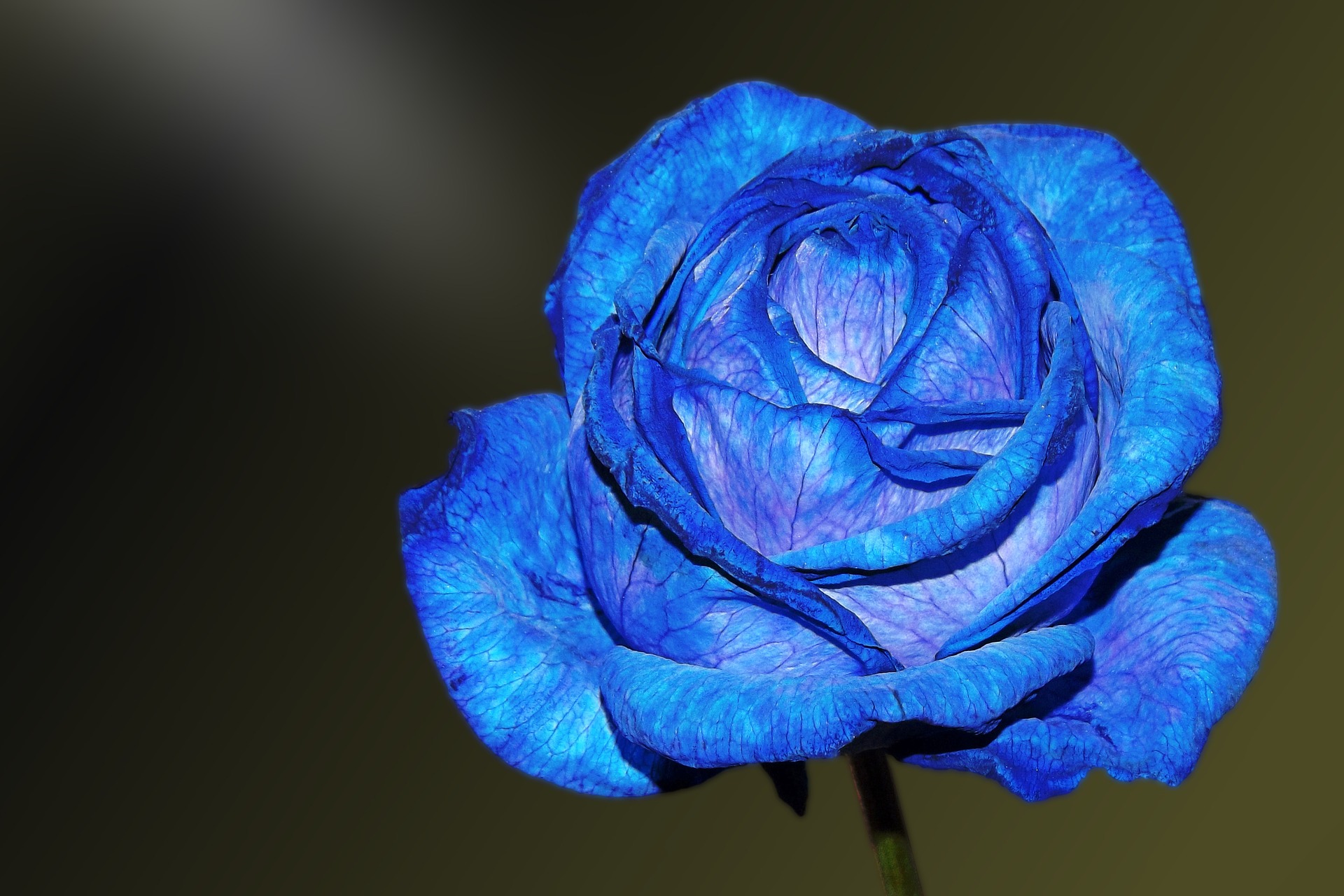 7-flower-g4b0b551681920.jpg