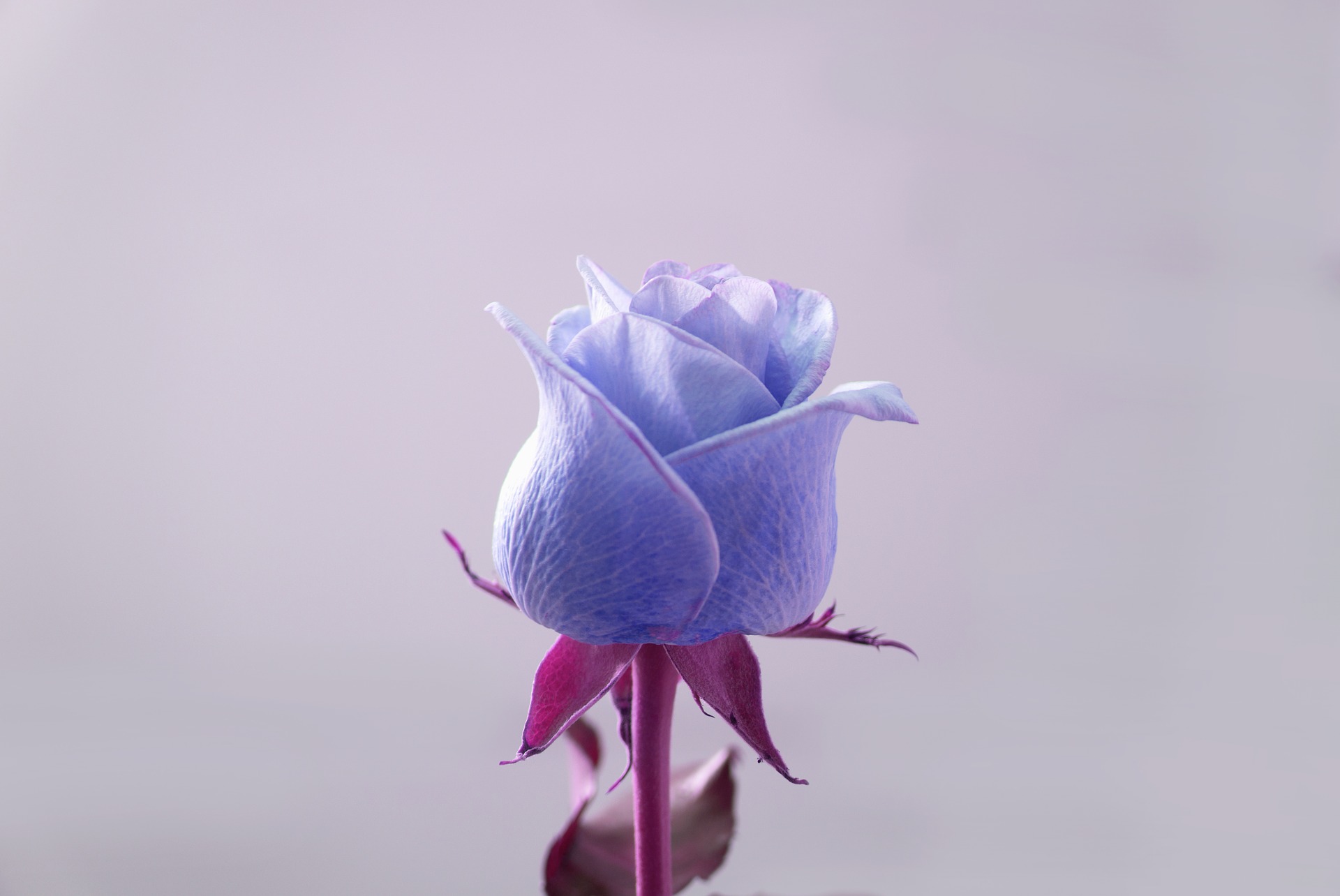 r14-roses-ga59880f461920.jpg