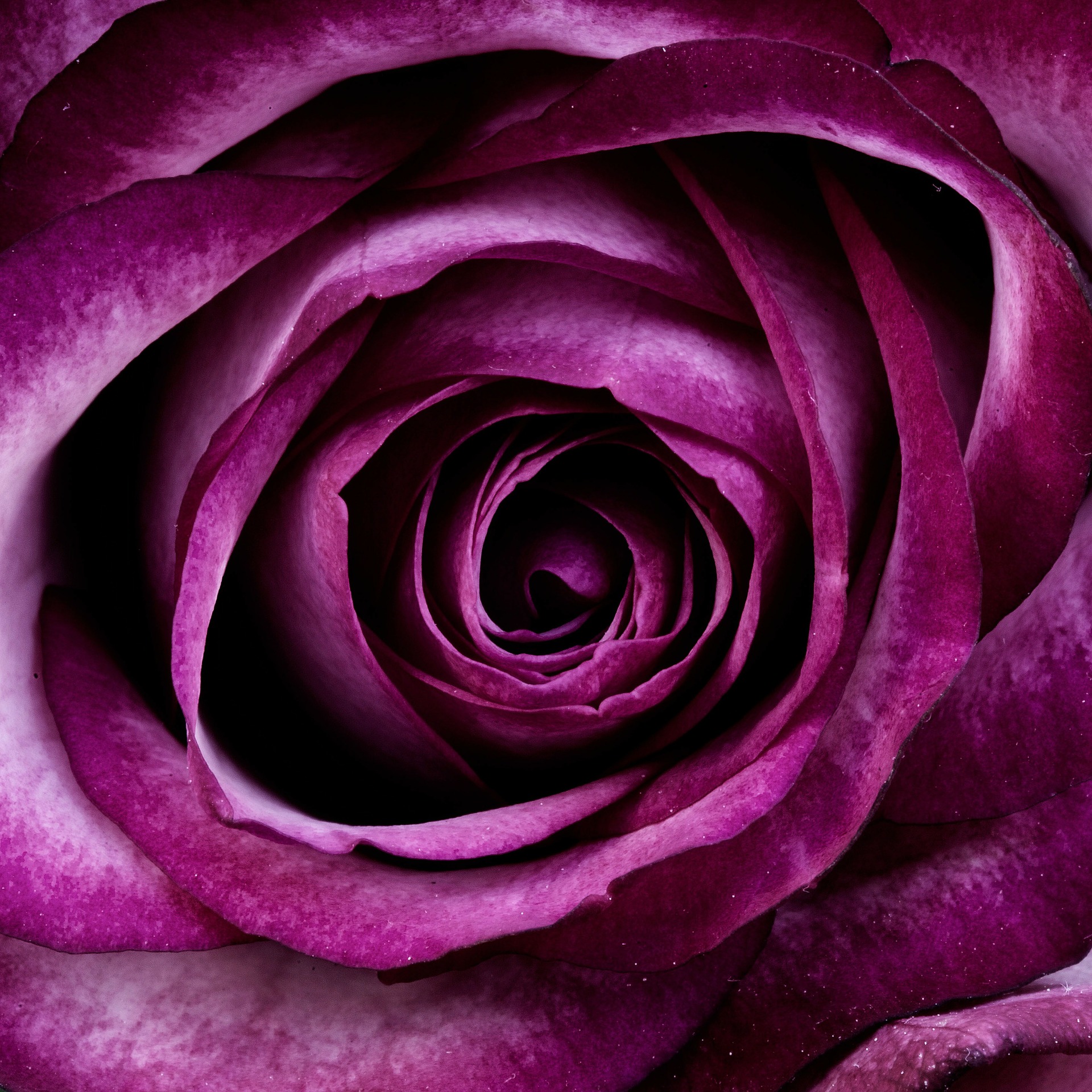 r3-flower-gd94a75e801920.jpg