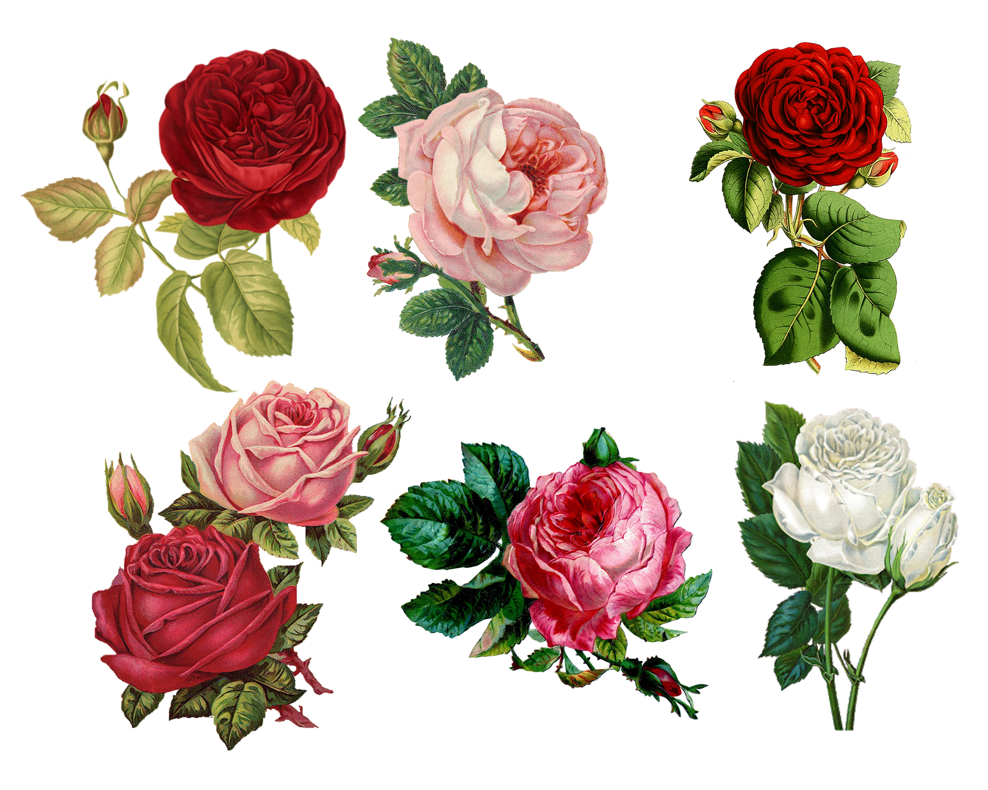 r57-roses-gb0e41f4021920.png