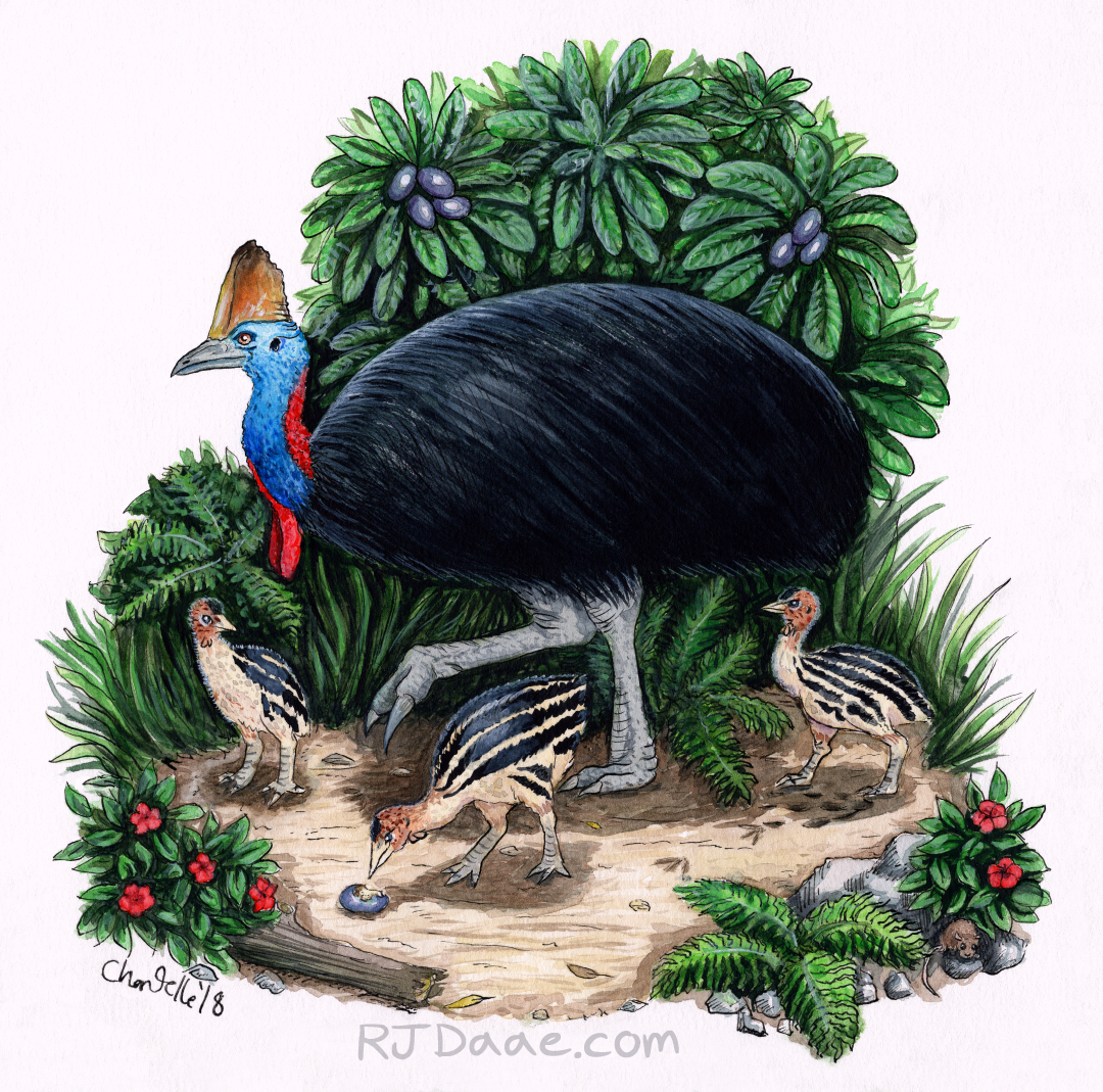 199-cassowary-tum-15490674993178.png