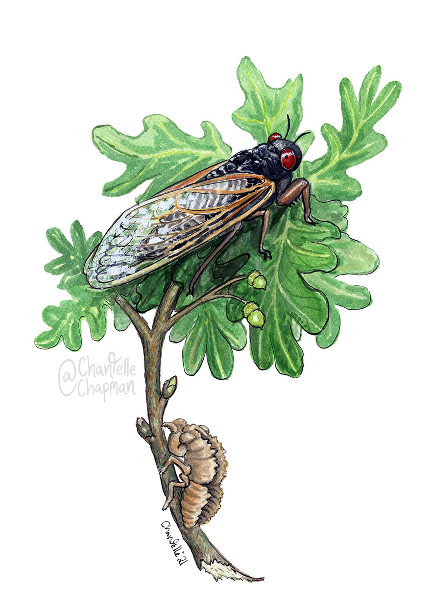 199-cicada-wm.jpg