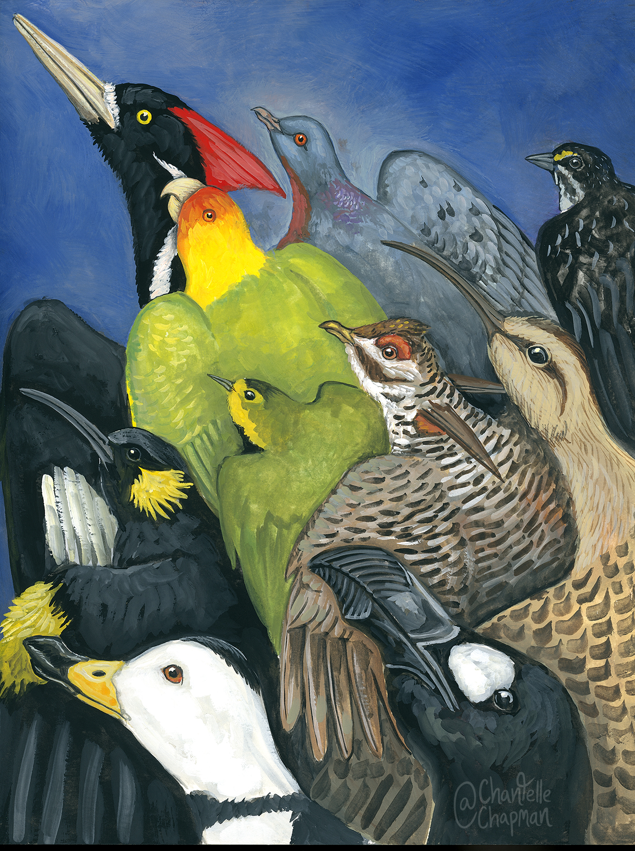 199-extinct-birds-of-america-17130267352969.jpg