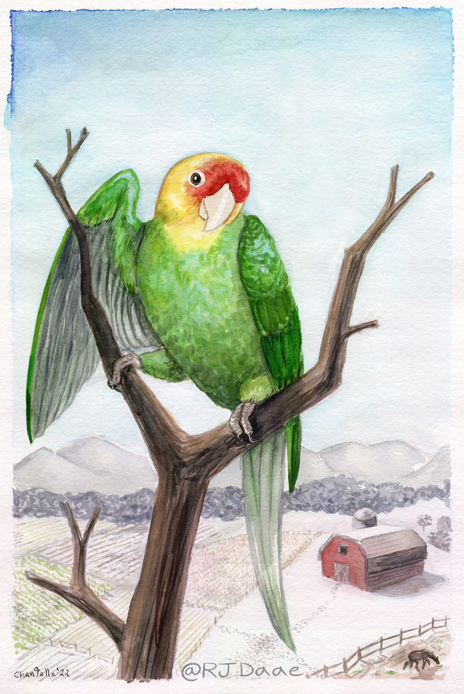 The Northern Parrot (Carolina Parakeet))