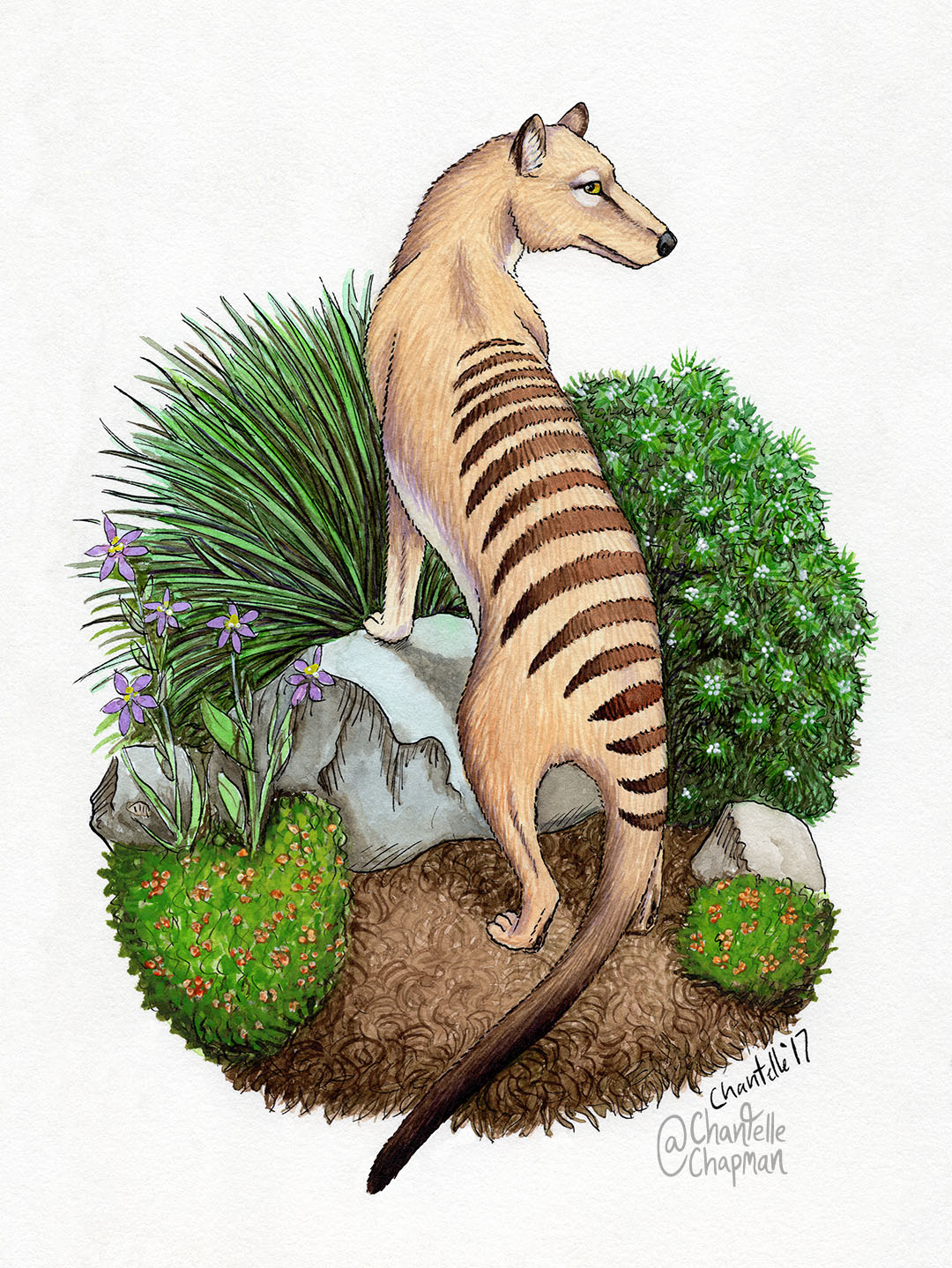 199-thylacine-sm.jpg