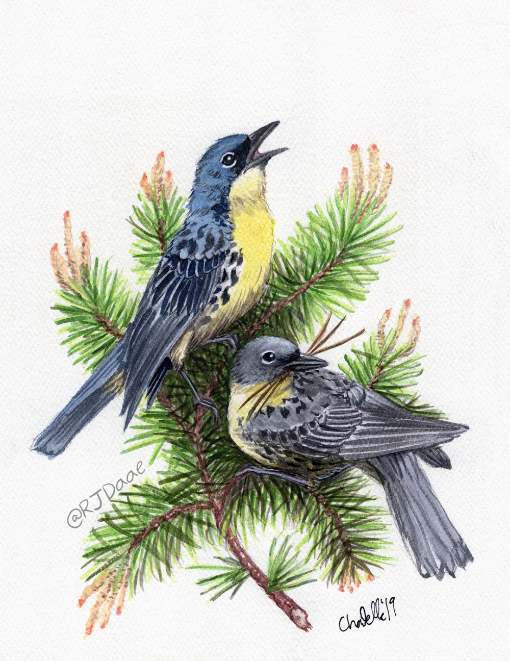 Kirtland's Warbler