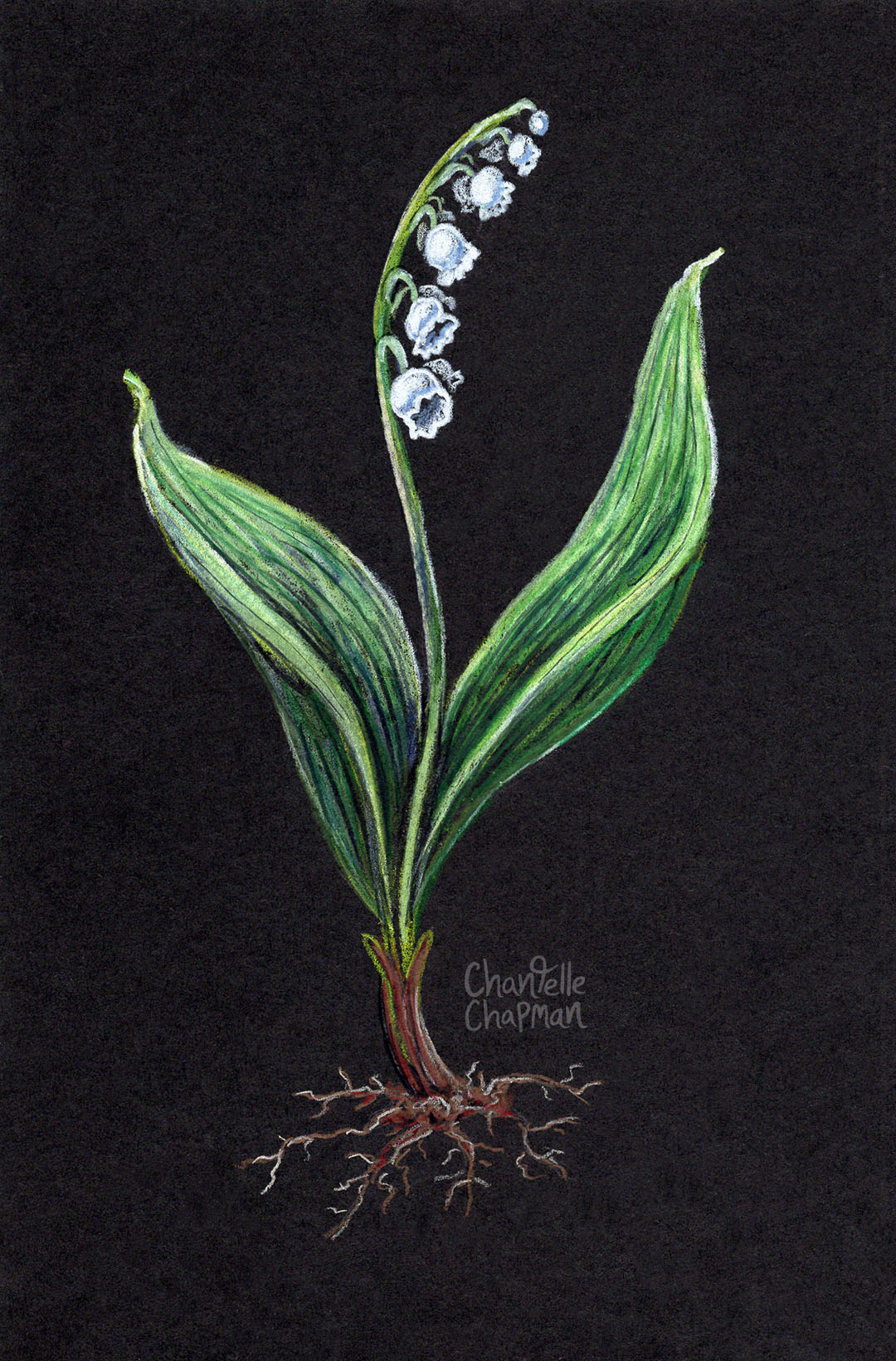 200-167-lilyofthevalley-sm-17130237788146.jpg