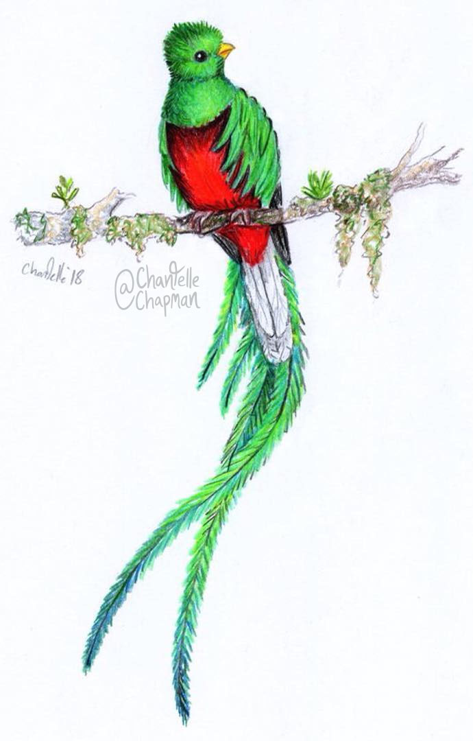 200-167-quetzal-sm-17130237738855.jpg