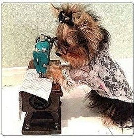 3027228057-yorkie-sewing.jpg