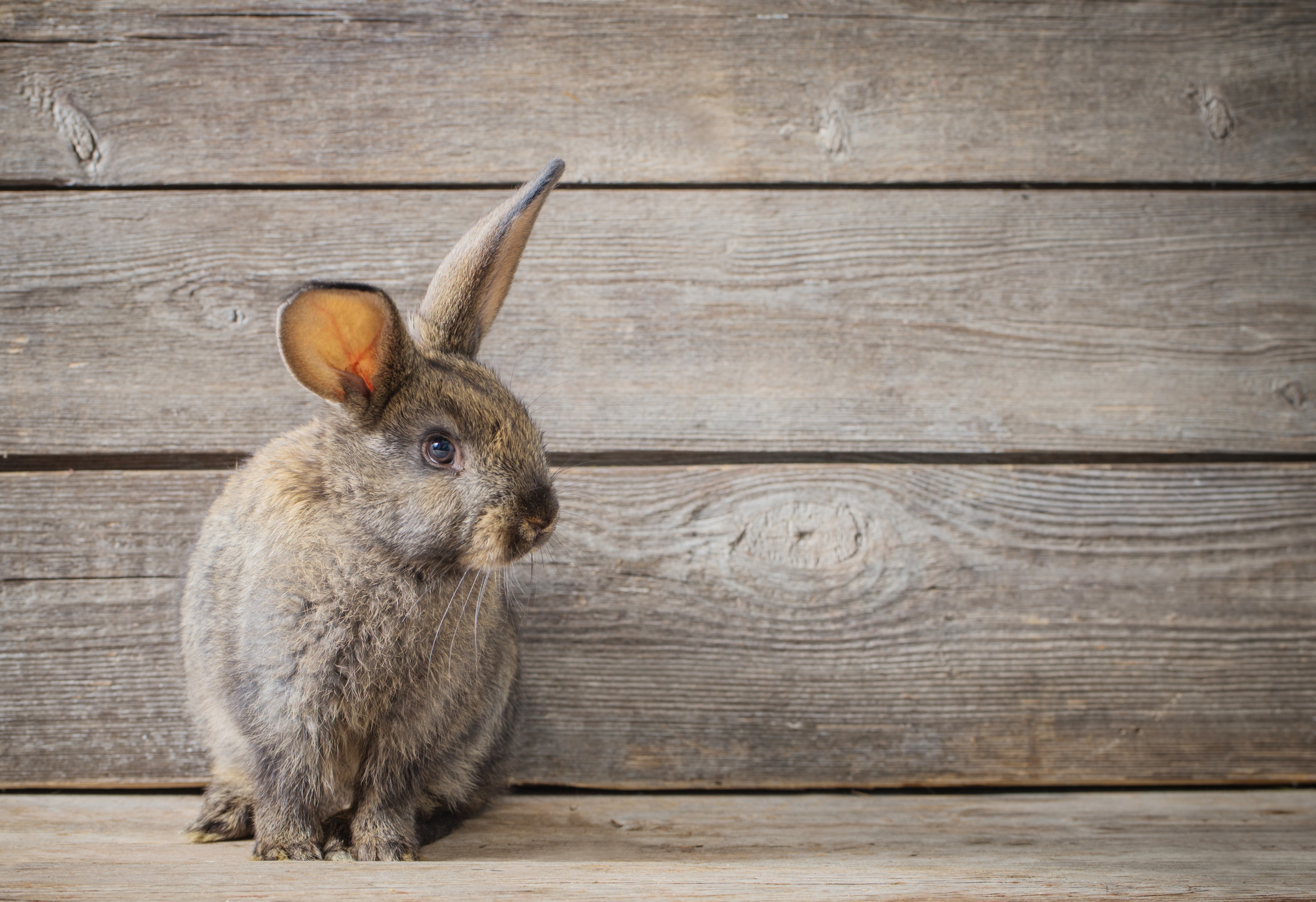 99-shutterstock-white-rabbit-2.jpg