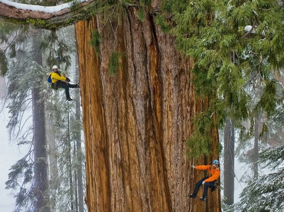 Sequoias