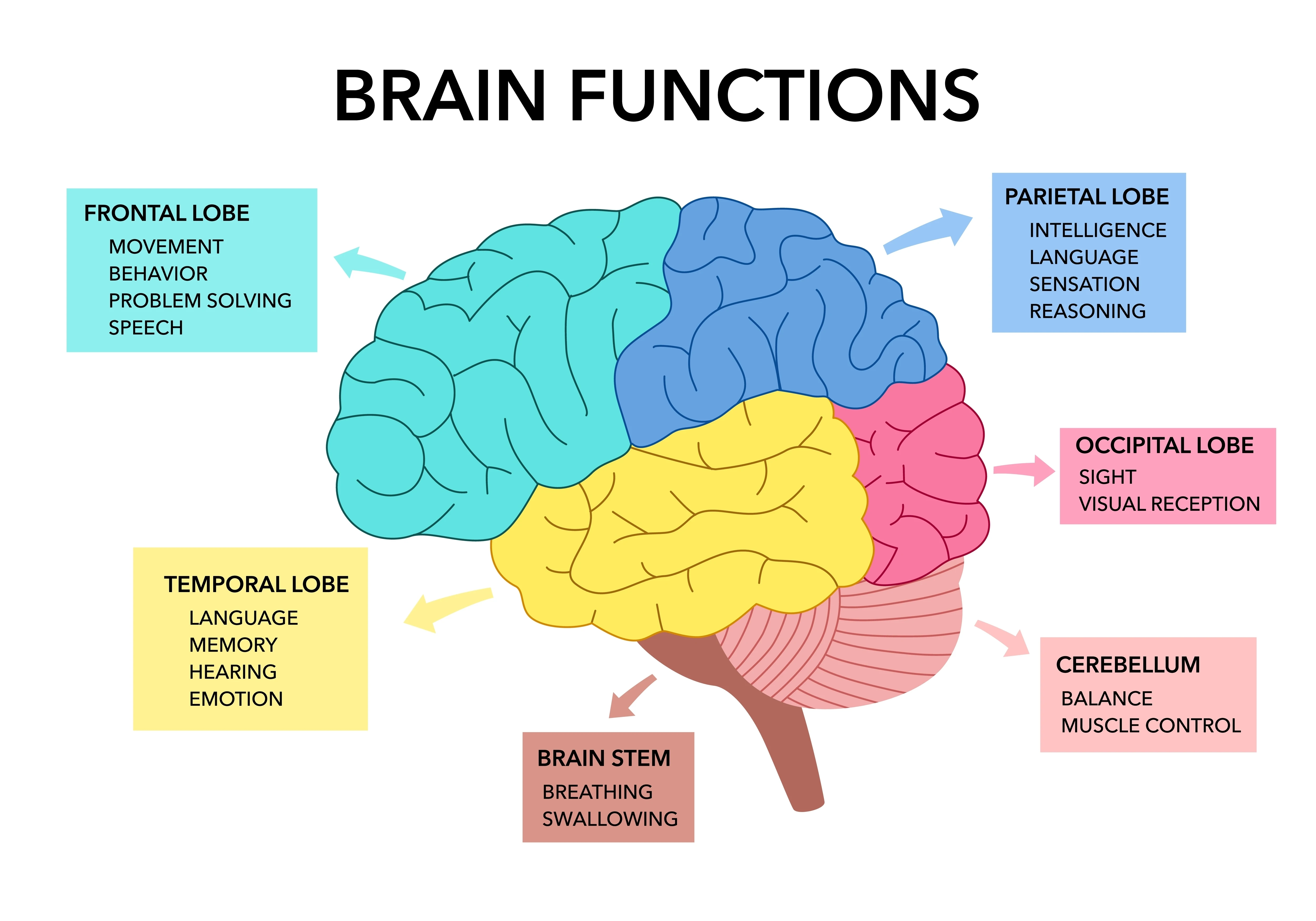 Alzheimer's or dementia?    