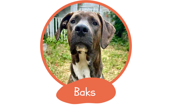 006003701104-baks-17507822065597.png