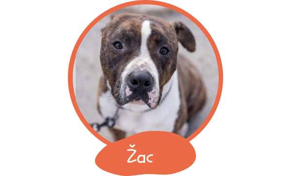 1098-zac-1746898438917.png