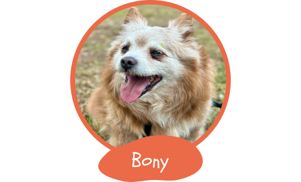 1101-bony-17469927017367.png