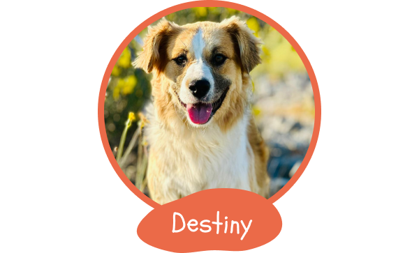1104-destiny-png1-17497209662694.png