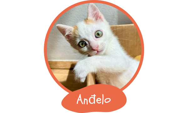 1125-andelo2-17505889864715.png