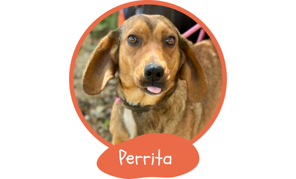 1199-perrita-17506996199243.png