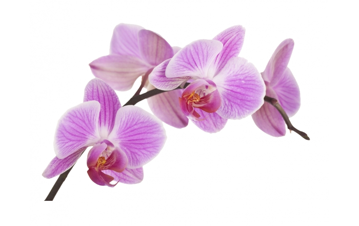 470-r291-orchids-fototapeta-flower-boat-orchid-plant-flower-24aa5342485ce904c9aba3293fa6b-17100660731241.png