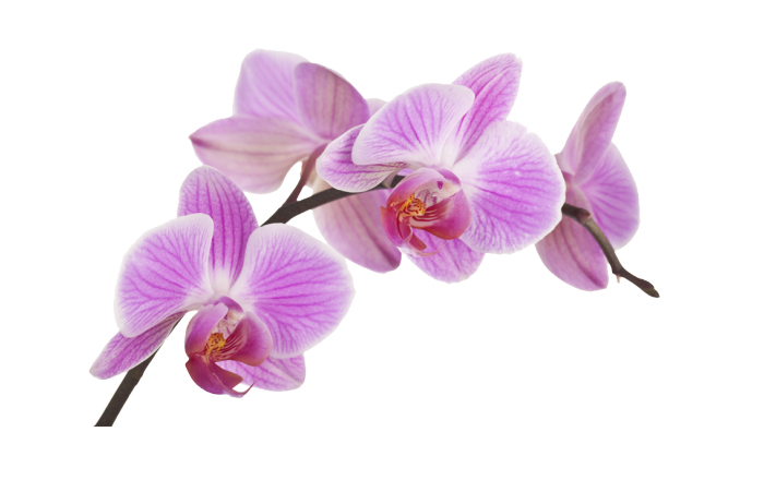 484-r282-orchids-fototapeta-flower-boat-orchid-plant-flower-24aa5342485ce904c9aba3293fa6b-17100655826179.png