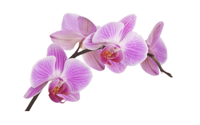 r137-orchids-fototapeta-flower-boat-orchid-plant-flower-24aa5342485ce904c9aba3293fa6b-1710063311973.png