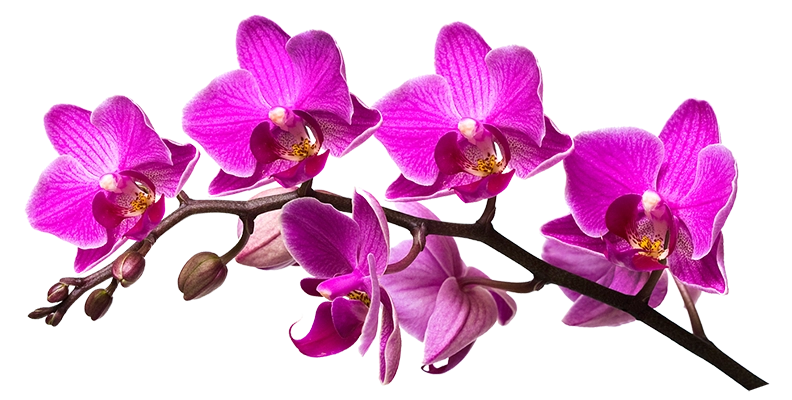 r62-nail-art-aesthetics-dendrobium-cut-flowers-purple-orchid-f8579b9587b2303dc696e51-17100633856472.png