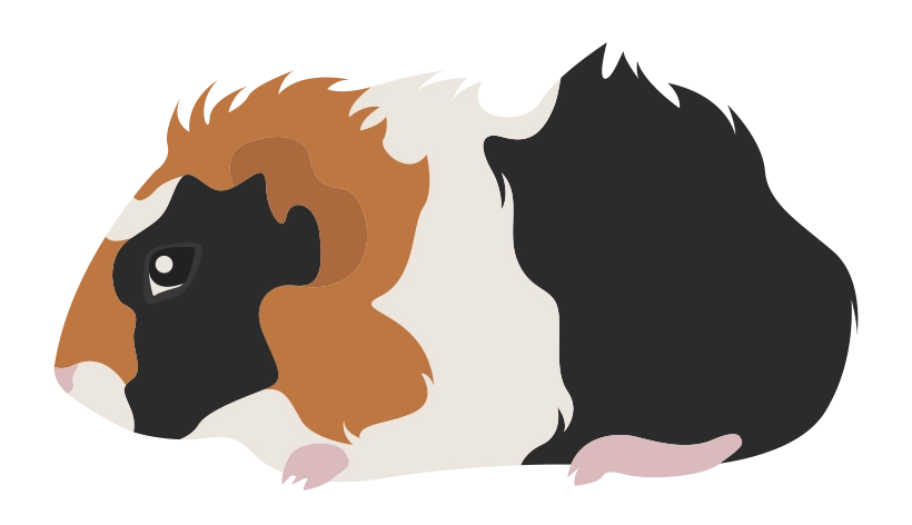 Абиссинская 1728-02porody-16795590113573.png