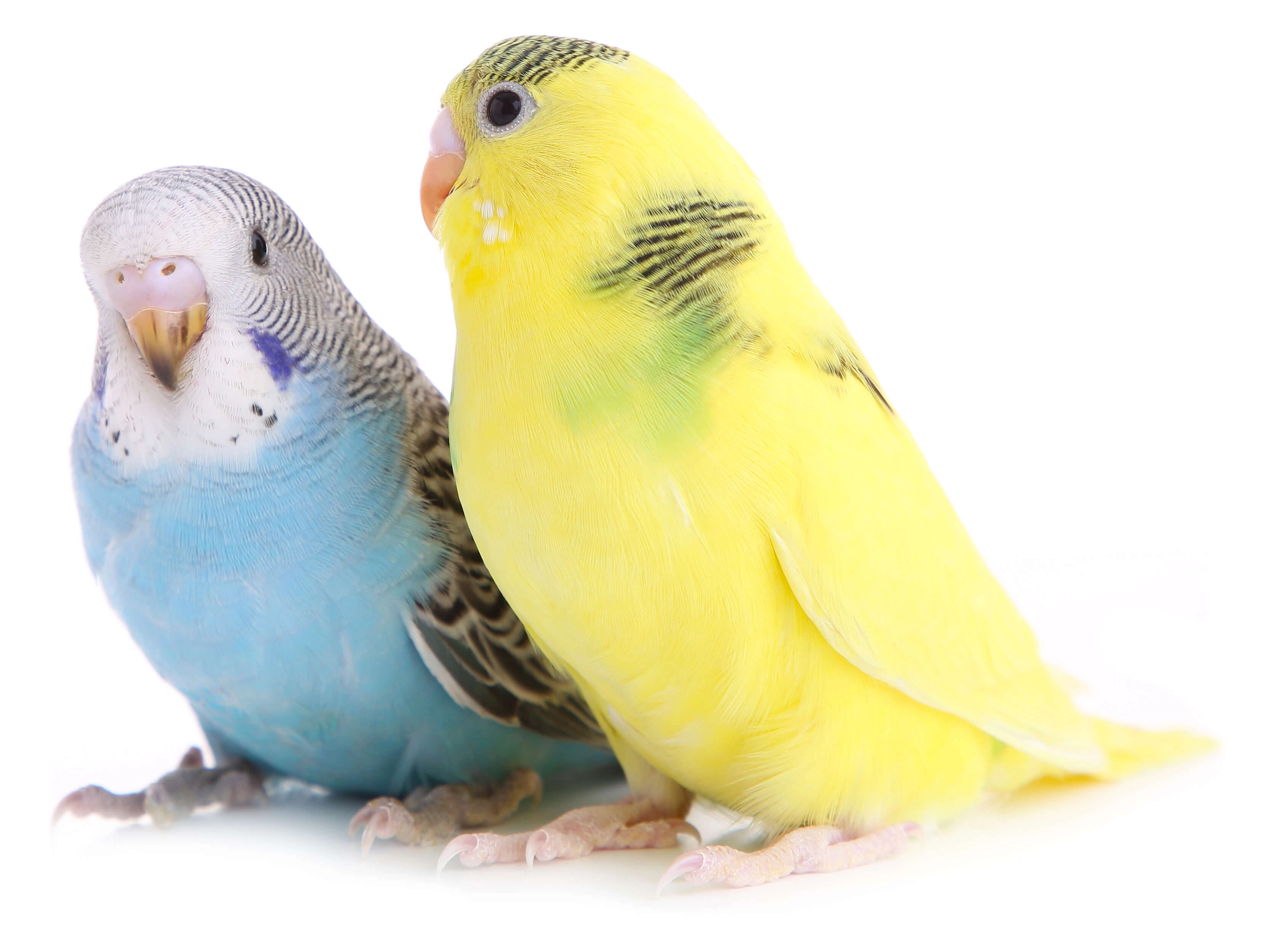 1927-budgies001small-16798509145695.jpg