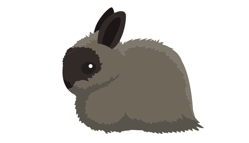 Ангорский карликовый кролик 2234-04angora-копия-16795617373732.png