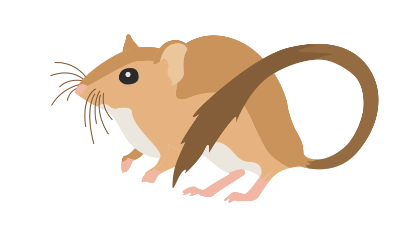 Кустохвостая 2374-gerbilsiconskustoxvost-16807000268331.png