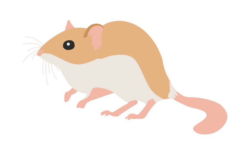 Жирнохвостая 2374-gerbilsiconszhirn-16807000271584.png