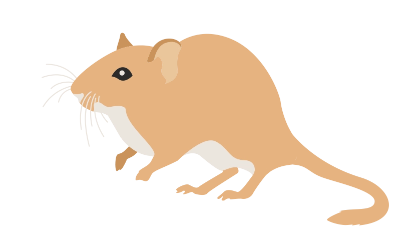 Монгольская 2374-gerbilsmongolskaya1-16807000270331.png