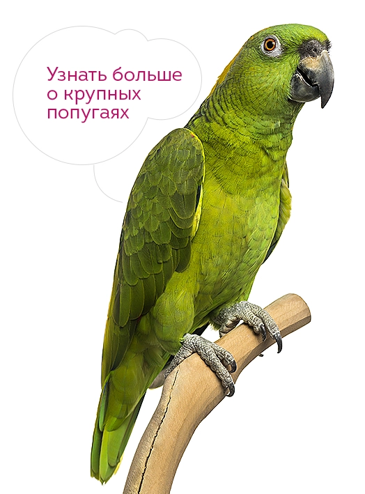 2732-parrots-16810491382149.jpg